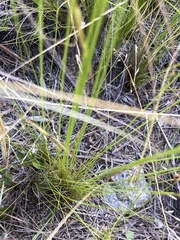 Bulbostylis juncoides
