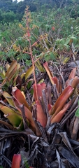 Aechmea leptantha