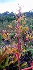Aechmea leptantha