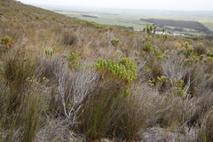 Erica coccinea