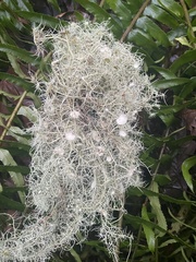 Usnea quasirigida