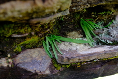 Hesperantha scopulosa