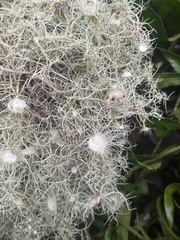 Usnea quasirigida