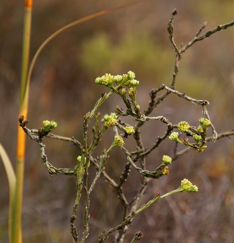 Beard Rootthug (Thesium fallax)
