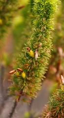 Erica coccinea