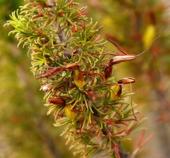 Erica coccinea