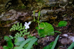 Streptocarpus pusillus
