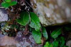Streptocarpus pusillus