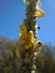Verbascum litigiosum