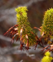 Erica coccinea