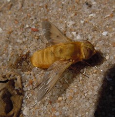 Heteralonia aeaca