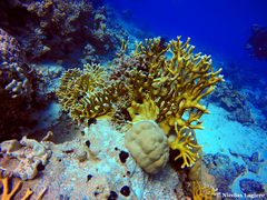 Millepora dichotoma