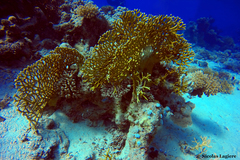 Millepora dichotoma