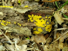 Calycina confluens