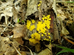 Calycina confluens