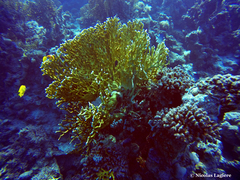 Millepora dichotoma