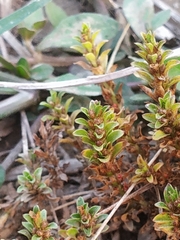Rotala indica