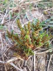 Rotala indica