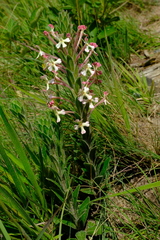 Zaluzianskya microsiphon