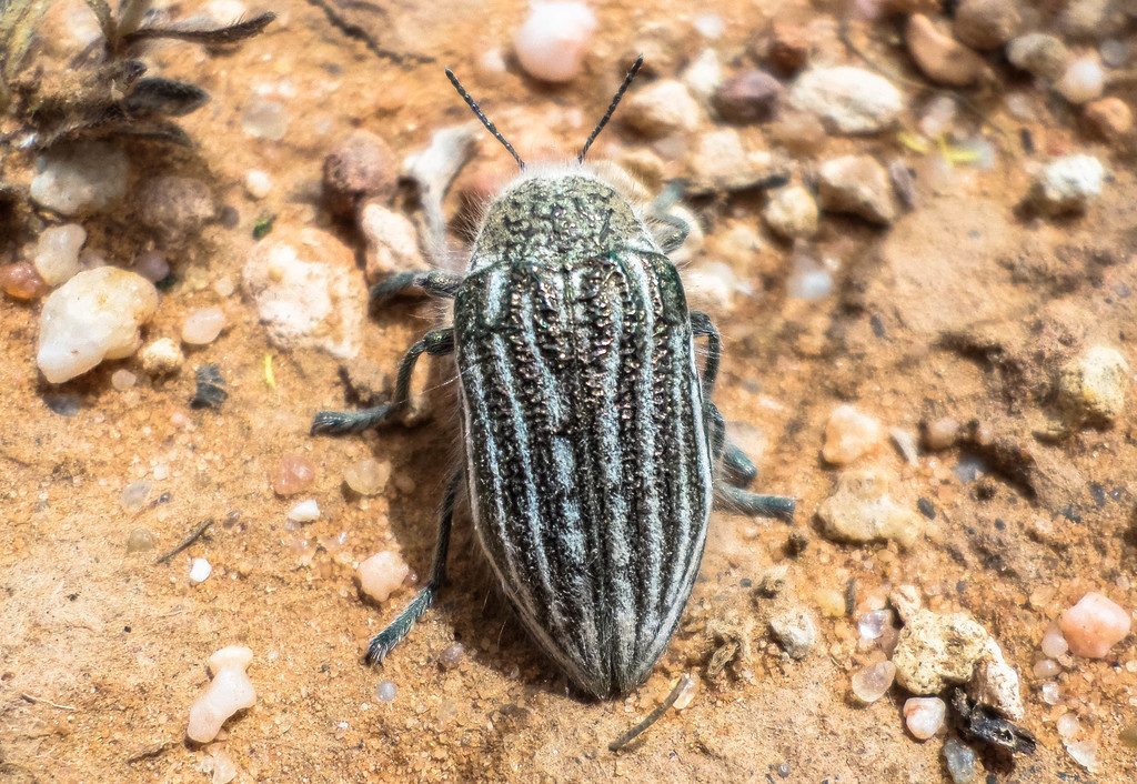 Julodis andreae