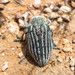 Julodis andreae - Photo (c) djilali_tahri, some rights reserved (CC BY-NC), uploaded by djilali_tahri
