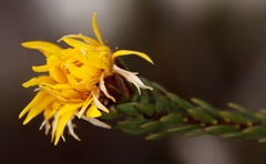 Lachnaea aurea