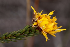 Lachnaea aurea