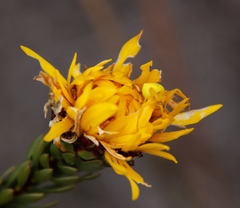 Lachnaea aurea