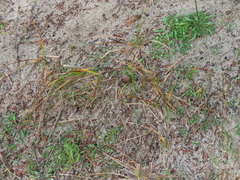 Carex pansa