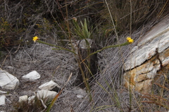 Lachnaea aurea