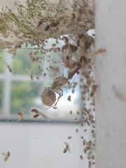 Cryptachaea