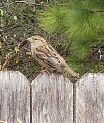 Passer domesticus