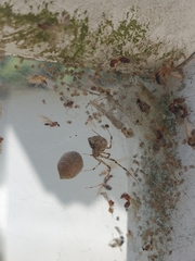 Cryptachaea