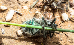 Julodis onopordi