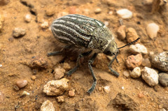 Julodis onopordi