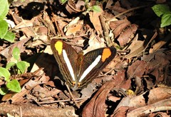 Adelpha thessalia