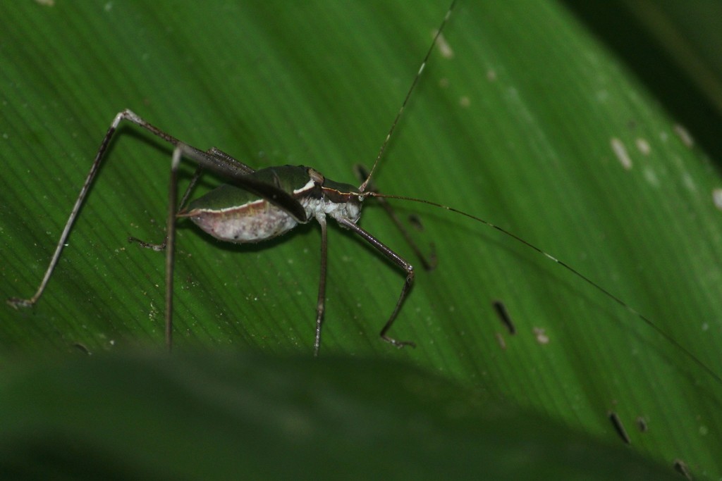 Xenicola brauni