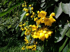 Senna viarum