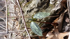 Trillium recurvatum