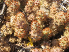 Tephrocactus molinensis