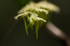 Tridactyle bicaudata bicaudata