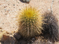 Trichocereus angelesiae