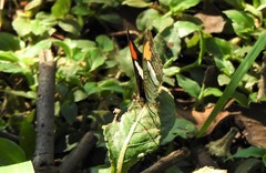 Adelpha thessalia