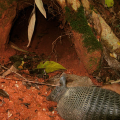 Dasypus sabanicola