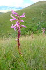 Disa pulchra