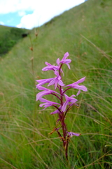 Disa pulchra