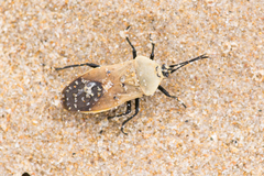 Microspilus proximus