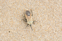 Microspilus proximus