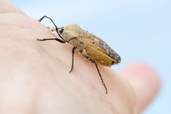 Microspilus proximus