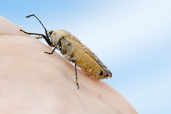 Microspilus proximus